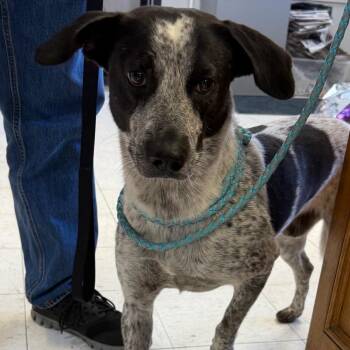 Rio -  Australian Cattle Dog Blue Heeler Dog for Adoption in Jacksonville, Arkansas - Rio | PetCurious