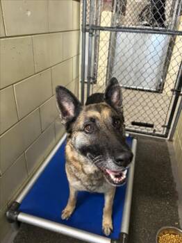 Rescue German Shepherd Dog Dogs for Adoption in Woodland, California - *TULIP | PetCurious