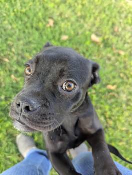 Rescue Boxer and Pug Dogs for Adoption in Bellflower, California - Lisa | PetCurious
