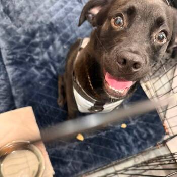 Dot (p) -  Pug and Australian Shepherd Dog for Adoption in New York, New York - Dot (p) | PetCurious