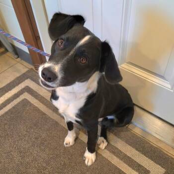 Bruno -  Border Collie and Beagle Dog for Adoption in Sparta, Wisconsin - Bruno | PetCurious