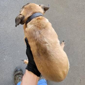 Mixed Breed Dogs Available for Adoption in Las Cruces, New Mexico - 103117 | PetCurious