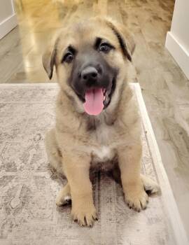 Rescue German Shepherd Dog Dogs for Adoption in High Level, Alberta - CLOVER | PetCurious