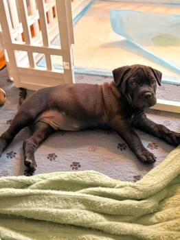 Americano -  Pit Bull Terrier Dog for Adoption in Germantown, Ohio - Americano | PetCurious
