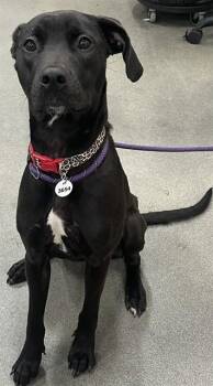 SY -  Labrador Retriever and Mixed Breed Dog for Adoption - SY | PetCurious
