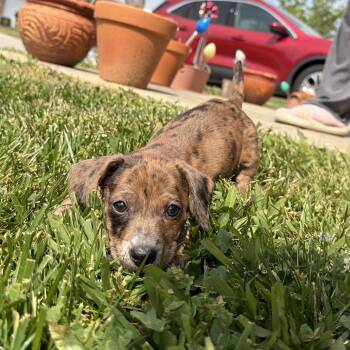 Miniature Dachshund Dogs Available for Adoption - Gloria | PetCurious