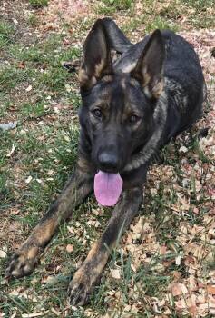 German Shepherd Dog Dogs Available for Adoption in Rome, Georgia - Lara | PetCurious