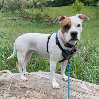 Rescue Boxer Dogs for Adoption in Allegan, Michigan - Karat | PetCurious
