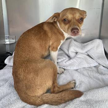 Lorcan -  Chihuahua Dog for Adoption in Bristol, Indiana - Lorcan | PetCurious