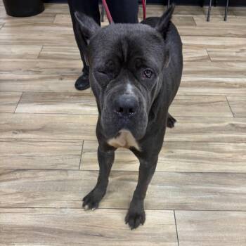 Smokey Robinson -  Cane Corso Dog for Adoption in Newark, New Jersey - Smokey Robinson | PetCurious