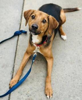 Mixed Breed Dogs Available for Adoption - Meatloaf | PetCurious