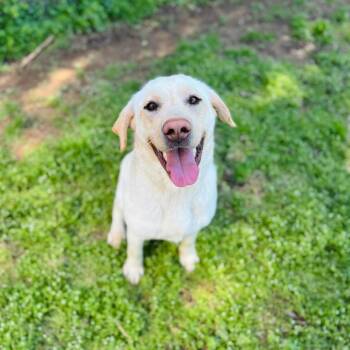 Yellow Labrador Retriever Dogs Available for Adoption in Brownsboro, Alabama - Jules | PetCurious