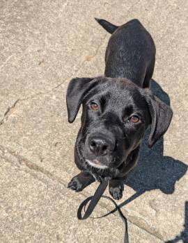 Labrador Retriever Dogs Available for Adoption in Indianapolis, Indiana - Cara | PetCurious