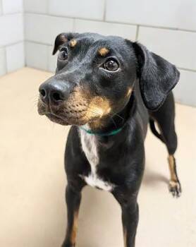 Mixed Breed Dogs Available for Adoption in Nashville, Tennessee - Lilac | PetCurious
