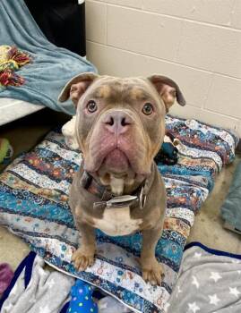 OG -  Pit Bull Terrier Dog for Adoption in Fort Wayne, Indiana - OG | PetCurious