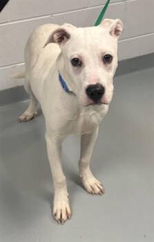 THUNDER -  Pit Bull Terrier Dog for Adoption in St. Cloud, Florida - THUNDER | PetCurious