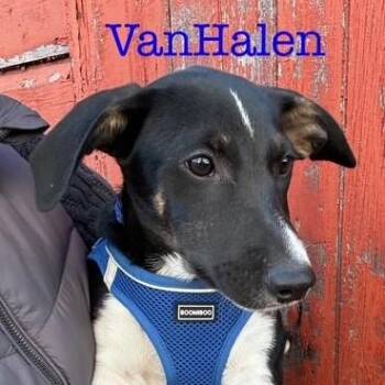 Rescue Shepherd and Labrador Retriever Dogs for Adoption in Albany, New York - Van Halen | PetCurious