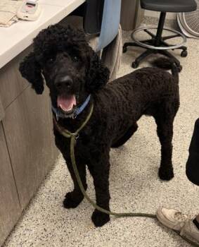 Theodore -  Poodle and Mixed Breed Dog for Adoption in Kansas City, Missouri - Theodore | PetCurious