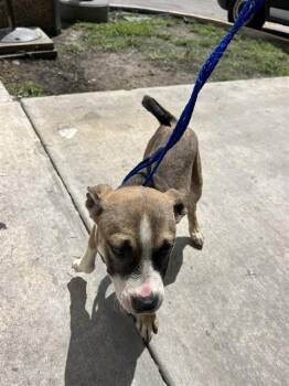 MILLY -  American Bulldog and Mixed Breed Dog for Adoption in Doral, Florida - MILLY | PetCurious