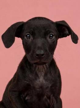 Grumpy -  Terrier Dog for Adoption in Gulfport, Mississippi - Grumpy | PetCurious