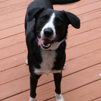 Border Collie and Labrador Retriever Dogs Available for Adoption - Benny With The Happy Paws | PetCurious