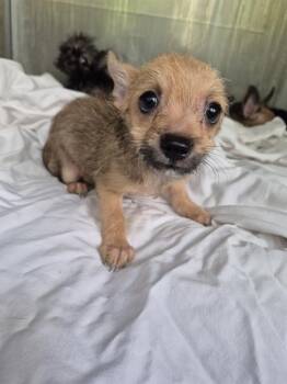 WOLFIE -  Terrier Dog for Adoption in San Antonio, Texas - WOLFIE | PetCurious