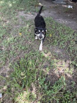 Donna -  Jack Russell Terrier Dog for Adoption in Louise, Texas - Donna | PetCurious