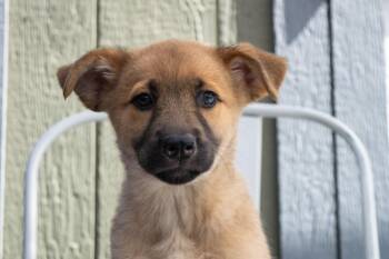 Annie -  Golden Retriever and Shepherd Dog for Adoption in Savage, Minnesota - Annie | PetCurious