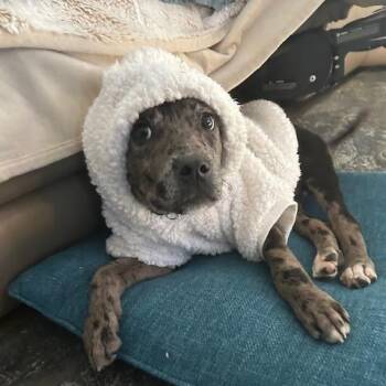 Catahoula Leopard Dog Dogs Available for Adoption - Merle Haggard | PetCurious