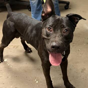 Mozzarella -  Pit Bull Terrier Dog for Adoption in Yuma, Arizona - Mozzarella | PetCurious