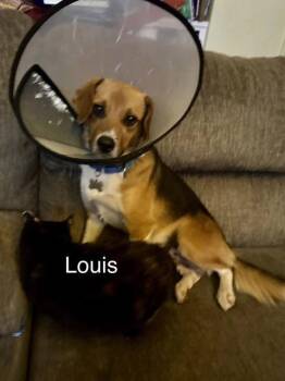 Beagle Dogs Available for Adoption in South Kingstown, Rhode Island - Louis Bea | PetCurious