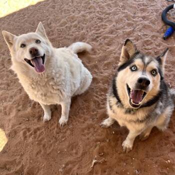 Husky Dogs Available for Adoption in Kanab, Utah - Just Ken | PetCurious
