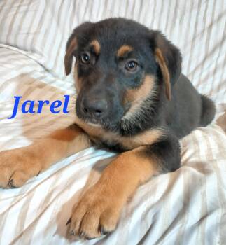 German Shepherd Dog Dogs Available for Adoption in Rome, Georgia - Jarel | PetCurious