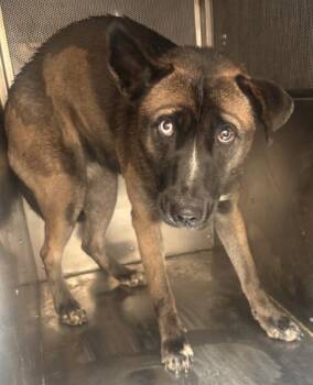 Rescue Shepherd Dogs for Adoption in Victorville, California - STRAY 1743 HOLD UNTIL 11/20/2025 (G35) | PetCurious