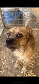 Border Terrier and Brussels Griffon Dogs Available for Adoption in New Haven, Connecticut - Harley | PetCurious