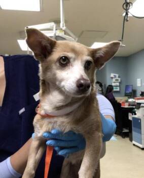 CHIQUIS -  Chihuahua Dog for Adoption in Riverside, California - CHIQUIS | PetCurious