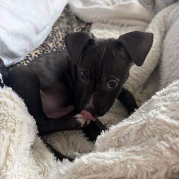 Spaghetti -  Terrier Dog for Adoption in South Elgin, Illinois - Spaghetti | PetCurious