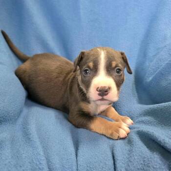 Bumper -  Pit Bull Terrier Dog for Adoption in Jackson, Missouri - Bumper | PetCurious