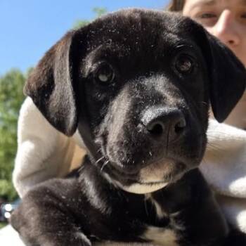 Haile Jade -  Labrador Retriever and Mixed Breed Dog Available for Adoption in Voorhees Township, New Jersey - Haile Jade | PetCurious