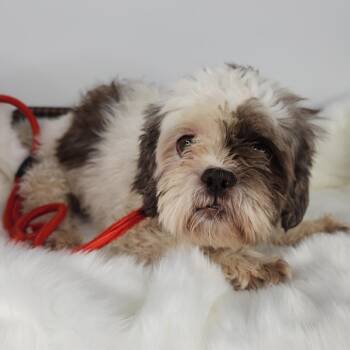 Dottie -  Shih Tzu Dog for Adoption in Fort Wayne, Indiana - Dottie | PetCurious