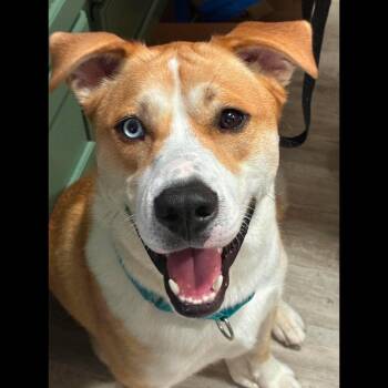 Dodge -  Husky Dog for Adoption in Rochester, New York - Dodge | PetCurious