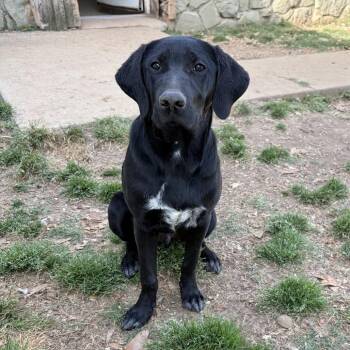 Black Labrador Retriever Dogs Available for Adoption in Brownsboro, Alabama - Joey | PetCurious