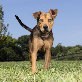Jeremy -  Mixed Breed Dog for Adoption in Franklin, Tennessee - Jeremy | PetCurious