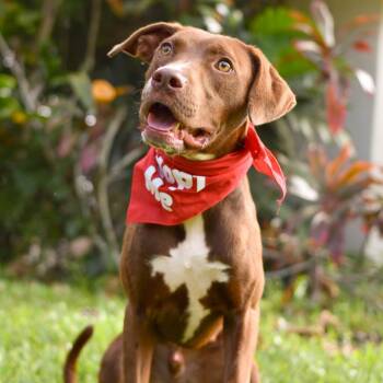 Milo -  Mixed Breed Dog for Adoption in Kailua-kona, Hawaii - Milo | PetCurious