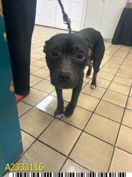 Mixed Breed Dogs Available for Adoption in West Palm Beach, Florida - THE VOID | PetCurious