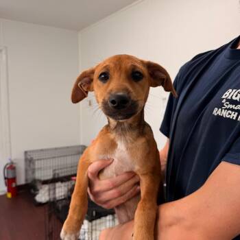 Chihuahua and Mixed Breed Dogs Available for Adoption in Loxahatchee Groves, Florida - Almond* 9737 | PetCurious