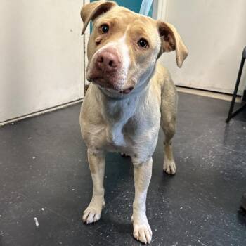 Hadlee -  American Staffordshire Terrier Dog Available for Adoption in Fairmont, West Virginia - Hadlee | PetCurious