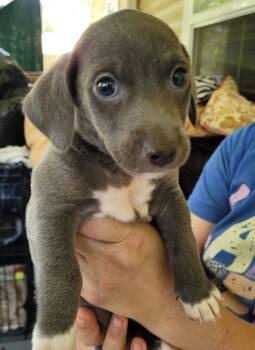 Max -  Mixed Breed Dog Available for Adoption in Taycheedah, Wisconsin - Max | PetCurious