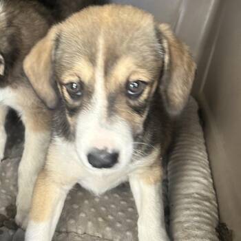 CHERRY PIE -  Mixed Breed Dog for Adoption in Richmond, California - CHERRY PIE | PetCurious