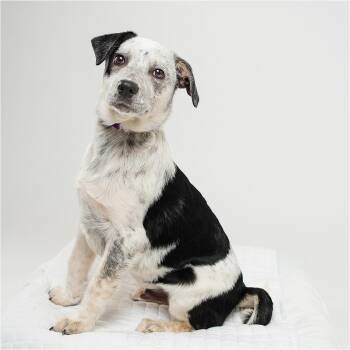 Panda -  Australian Shepherd and Mixed Breed Dog for Adoption in Palm Springs, California - Panda | PetCurious